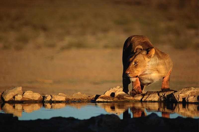 animal wildlife, carnivore, one animal, lion, rock, sunset, lake, safari Animals, reflection, animal, 2K, landscape, vertebrate, lion - feline, solid