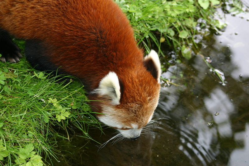 redpanda, close-up, one animal, cute, nature, plant, animal, red panda, animal wildlife, vertebrate, lake, water, mammal, high angle view, outdoors, 2K