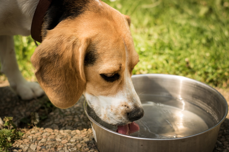 animal, no people, day, drinking, bangel, one animal, water, looking, domestic, beagle, 5K, tricolor, domestic animals, eating, mammal, dog, drink, close-up
