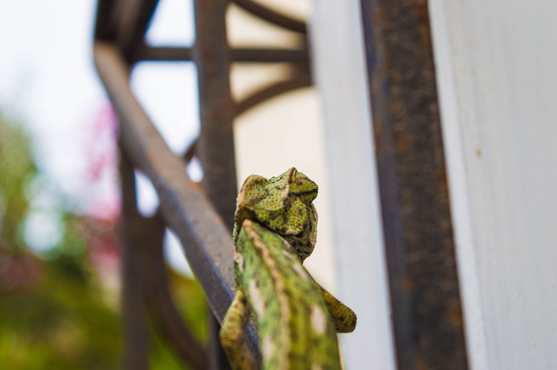 lizard, animals in the wild, green, close-up, bright, environment, focus on foreground, spring, plant, green color, wood - material, metal, frog, color