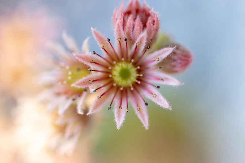 tamron35mm, springtime, close-up, backgrounds, green, outdoors, season, plant, botany, freshness, flower Head, macro, pink, purple, nature, pink Color