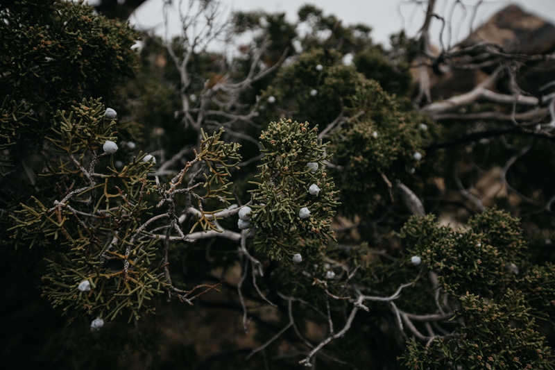 dry, morning, leaf, growth, outdoors, branch, coniferous tree, moss, pastel, field, texture, tone, nature, no people, bush, 5K, focus on foreground, muted