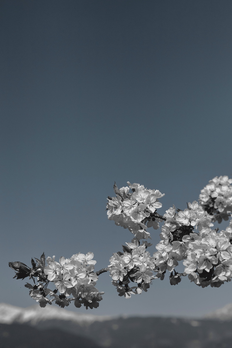 beauty in nature, focus, grayscale, fade, nature, flower head, clear sky, vulnerability, cherry blossom tree, tree, copy space, flower, flowering plant