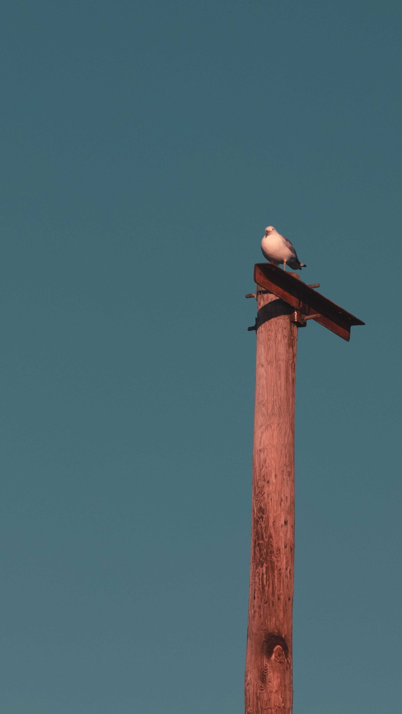 day, vertebrate, seagull, low angle view, lonely, toned, muted, bird, one animal, insta, moody, dark, metal, perching, vertical, quotegram, alone
