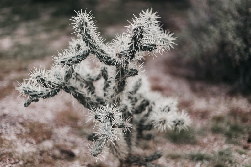 cacti, outdoors, jaguar, leopard, white color, growth, vegetation, succulent plant, brown, cactus, plant, dry, panther, mammal, black, animal, white, ice