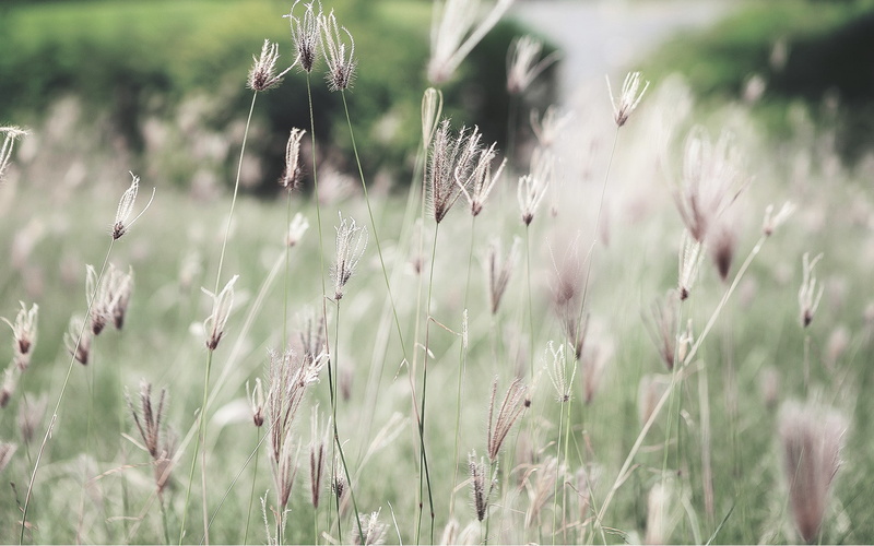 focus on foreground, field, land, rural scene, crop, plant, timothy grass, growth, tranquil scene, no people, day, macro, landscape, plantation, selective focus