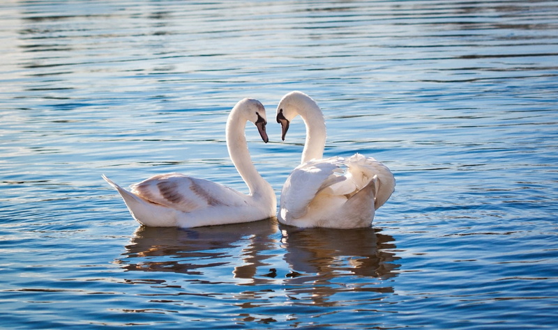 Bird, 1080P, Swan, Wildlife, Couple, Birds, Mute Swan