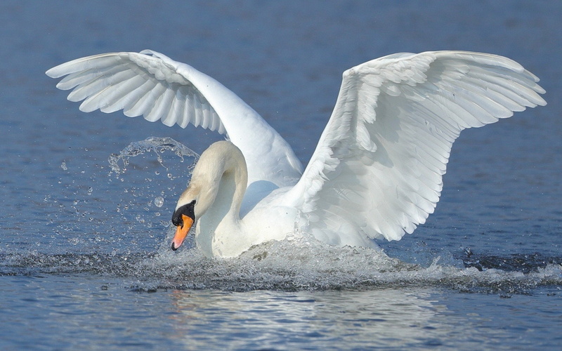 1080P, Birds, Bird, Mute Swan, Water, Wildlife, Splash, Swan