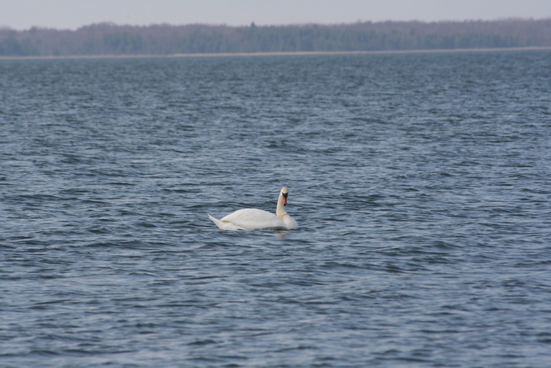 one animal, water, animal wildlife, animal themes, no people, day, animals in the wild, swan, vertebrate, birds, bird, swimming, beauty in nature, waterfront