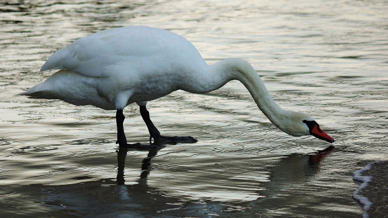 animal body part, swan, river, animal themes, nature, pond, survival, egret, no people, beak, day, shore, feather, beauty In Nature, water, animal wildlife