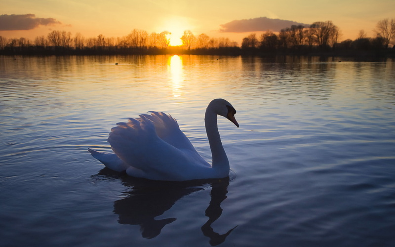 swan, 1080P, mute