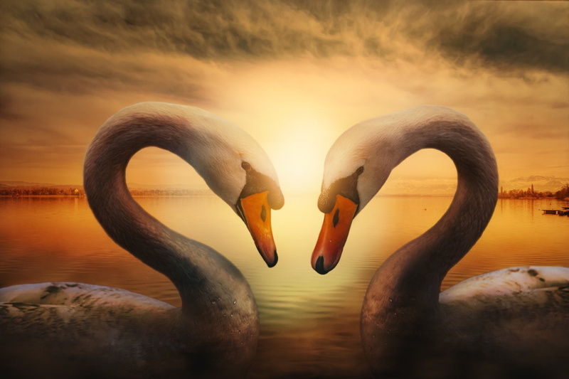 Love, Mute Swan, Spring, 1080P, Swan, Couple, Birds