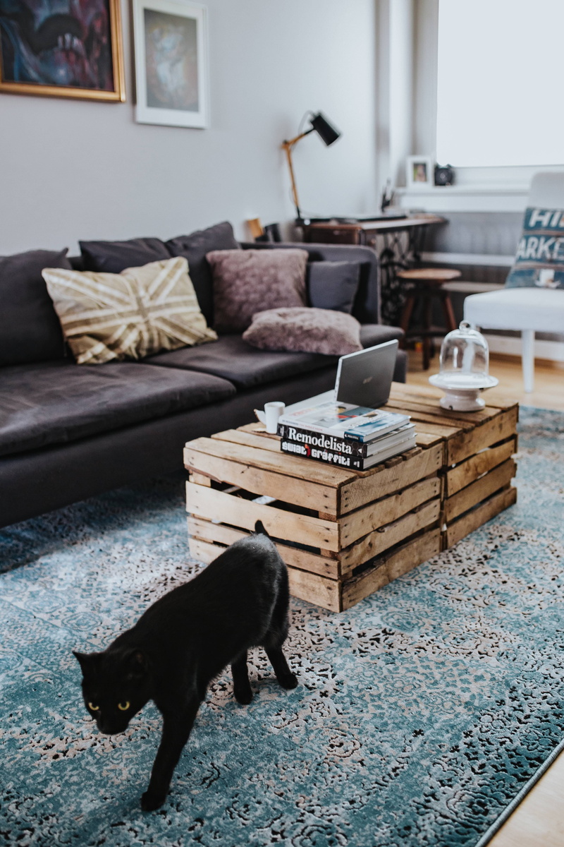 no People, wooden box, dog, light blue, Designer, living, furniture, pets, home interior, indoors, home, mammal, coffee table, composition, blue carpet