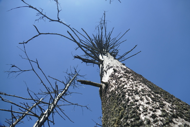 tall - high, no people, sky, architecture, clear sky, directly below, bare tree, 5K, outdoors, high mountains, death, plant, blue, day, branch, sunlight