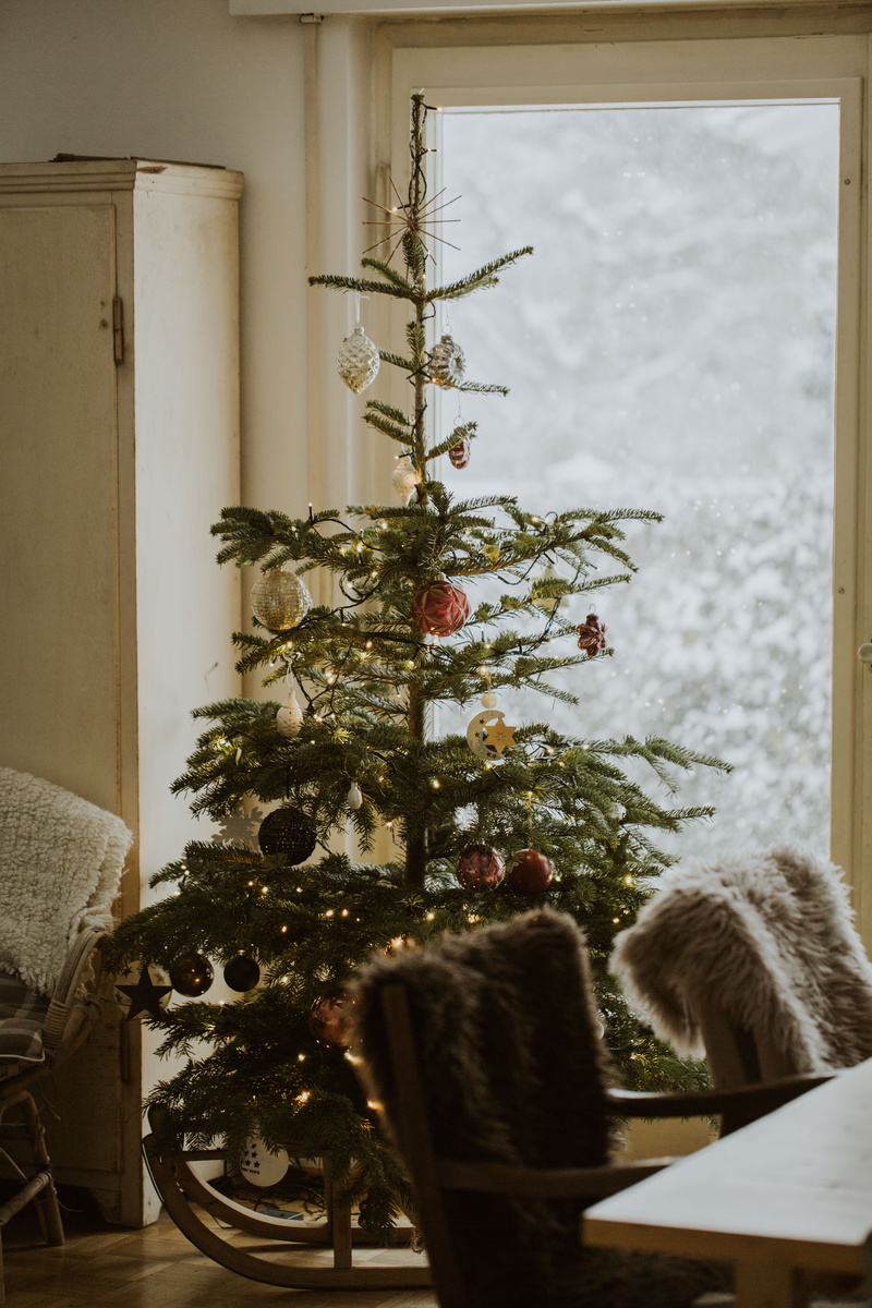 snow, room, nature, holiday - event, color, light, no people, plant, christmas, hygge, vertebrate, potted plant, christmas decoration, home interior, mammal