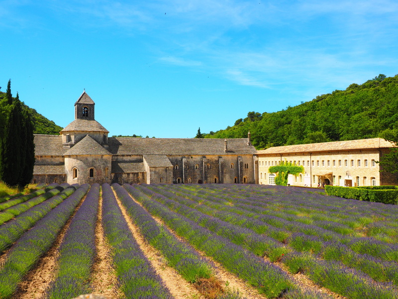 zisterzienser, cistercian monks, crop, calefactorium, lavender flowers, lavandula angustifolia, true lavender, refectory, wild plant, place of worship