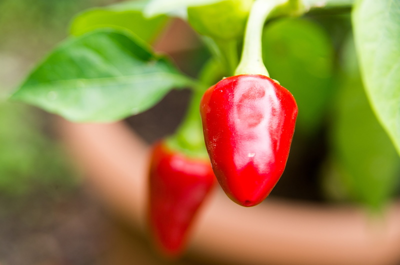 cooking, spices, chili pepper, bell pepper, close-up, green color, herbal, gardening, plant, focus on foreground, nature, healthy eating, natural, freshness