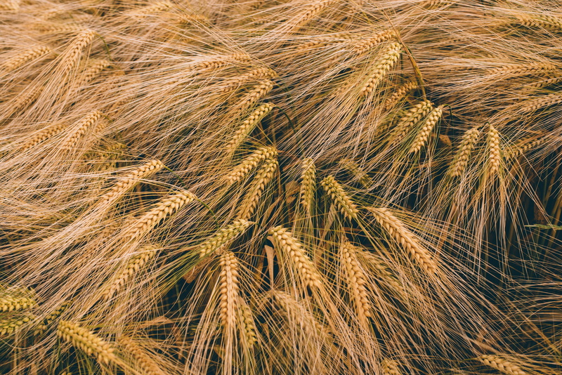 growth, field, golden, rural scene, outdoors, agriculture, straw, grass, cereal plant, brown, wheat, backgrounds, malts, farm, no people, full frame, land