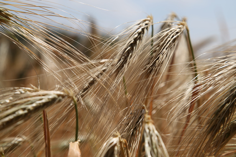 growth, nature, environment, beauty in nature, focus on foreground, landscape, crop, field, wheat, farm, agriculture, cereals, ears of corn ears, no people