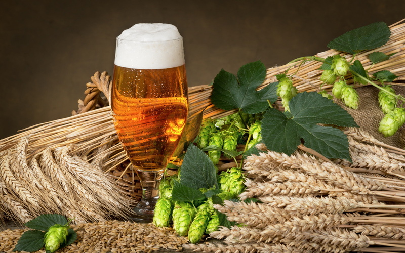 beer, 2K, hops, glass, foam, wheat, spikes