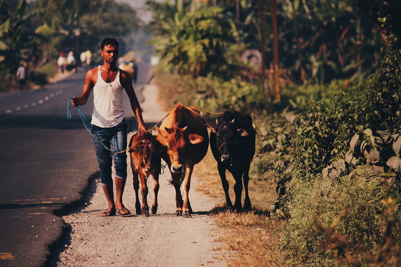 alongside, one animal, plant, village, development, one person, casual clothing, hard, real people, 2K, cow, india, three, pets, domestic animals, land