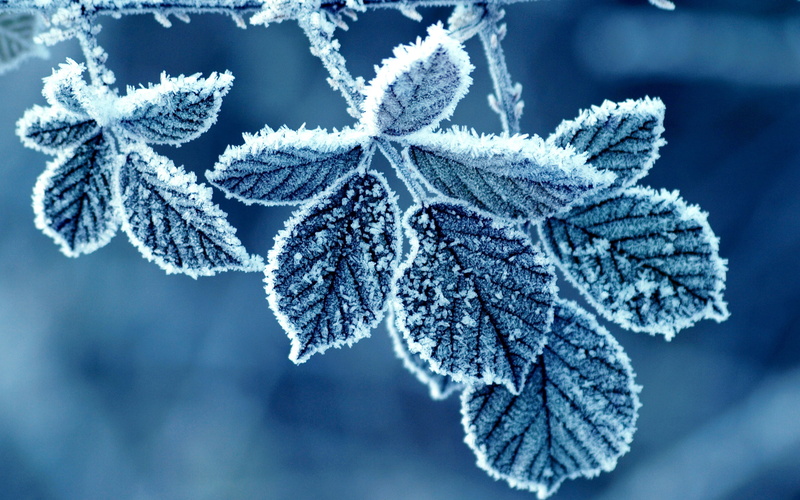 frozen, Cold, Leaves, mint, Morning, Winter, Frost, 2K