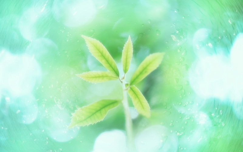 mint, nature, leaves, mint green, green, 1080P