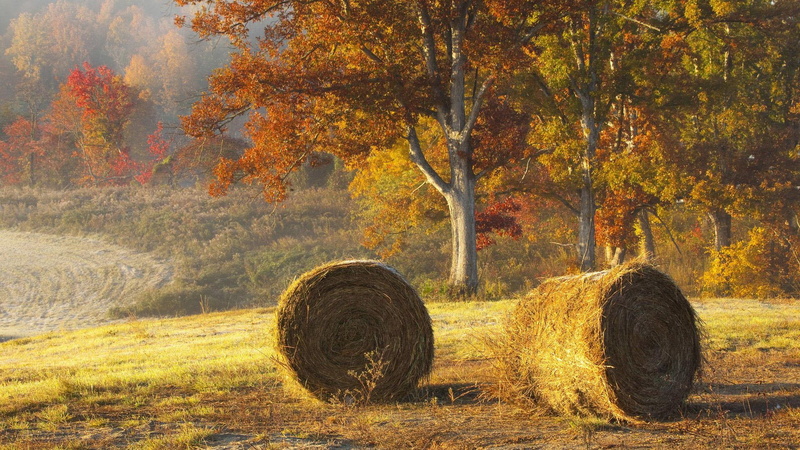 field, nature and landscapes, 1080P, bails, beautiful, fields, autumn, hay, trees