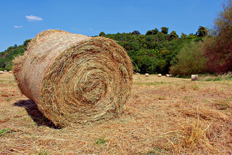 bail, no people, rolled up, summer, trees, day, field, environment, nottingham clifton farm, tree, farm, agriculture, sunny day, hay, grass, scenics - nature