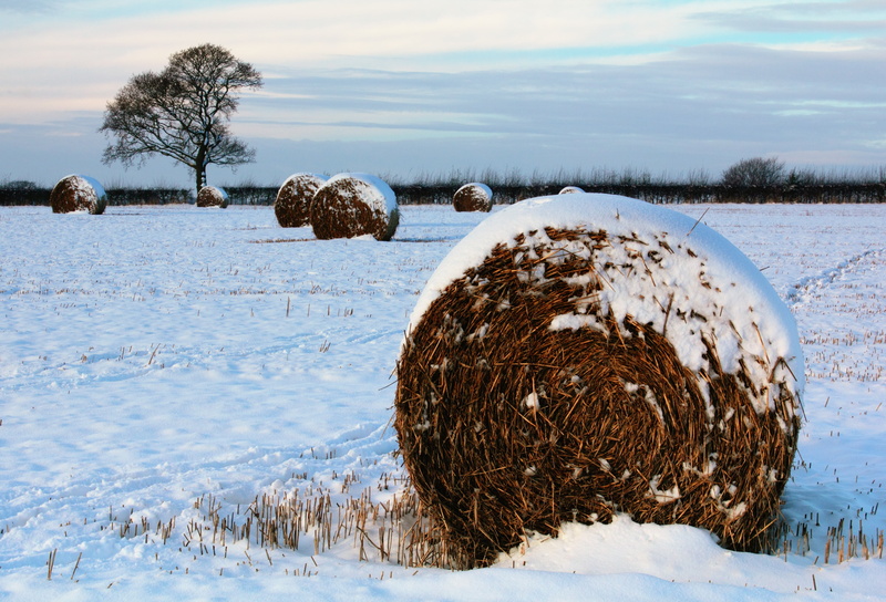 meadow, haystacks, covered, countryside, wheat, hay balls, haystack, paddy harvest, grass, land, stacks, scene, plant, nature, beauty in nature, frozen