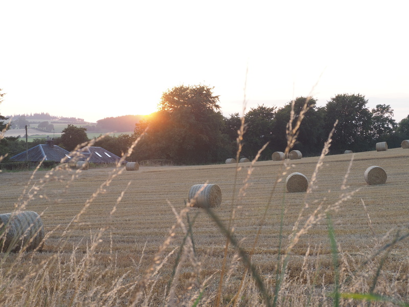 rural scene, hay, sunset, field, evening, boundary, harvesting, land, rural, countryside, fence, tranquility, sky, outdoor, no people, tree, beauty in nature