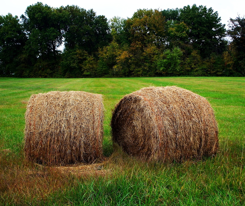 country, outdoors, tranquil scene, beauty in nature, season, haystack, environment, rural, harvest, day, field, no people, agriculture, Round, crop, green color