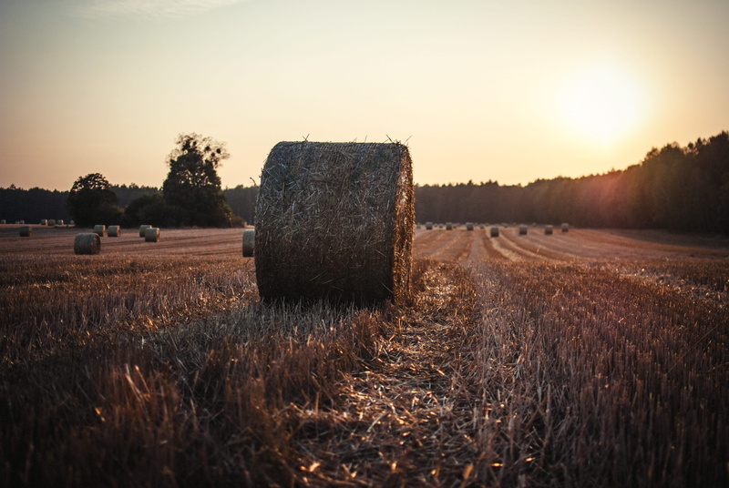 landscaped, haystack, farm, 4K, forest, tree, rye - Grain, outdoors, evening warm, straw, grass grass, grass, yellow, day, gold Colored, nature, rolled Up