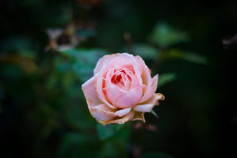 rose - flower, in bloom, roses, garden, 2K, close-up, baile átha cliath, fragility, outdoors, st. annes rose garden, pink color, rose, flower head, freshness