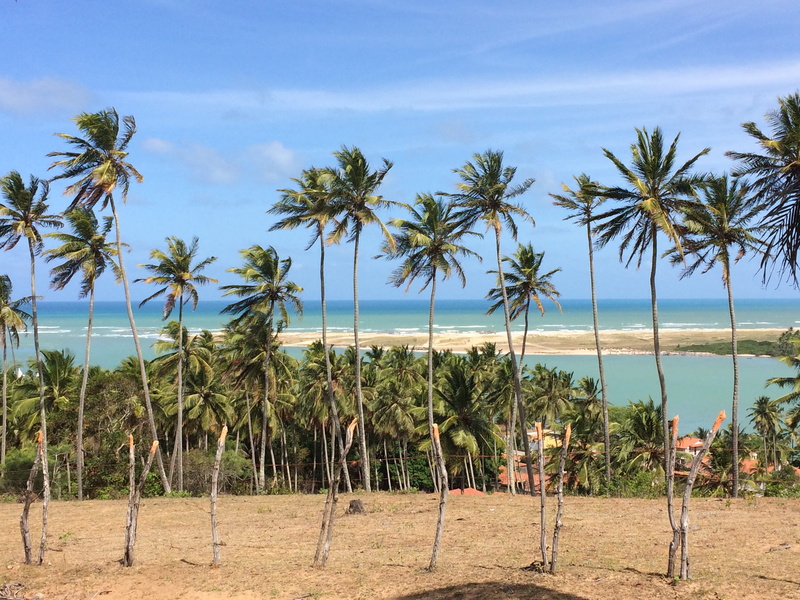 coconut palm tree, soil, 2K, no people, palm tree, tranquility, cloud - sky, outdoors, brazil, field, tree, sky, nature, grassland, tropical tree, countryside