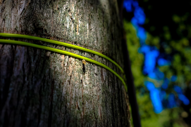 1080P, rough, bamboo - plant, focus on foreground, tree trunk, metal, trunk, selective focus, tree, growth, wall - building feature, textured, day, plant