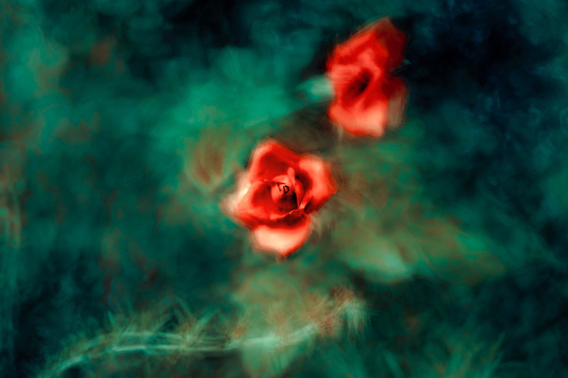 rose, park, pattern, rose - Flower, pastel, texture, nature, single Flower, 5K, spinning, magician, colorful, defocused, backgrounds, plant, beauty In Nature