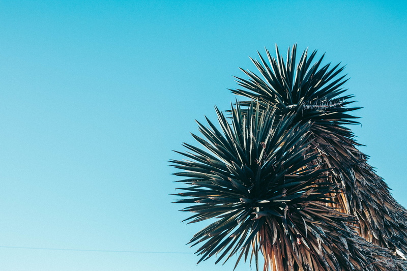 tree, united states, growth, copy space, clear sky, palm tree, blue, outdoors, plant, nature, marfa, low angle view, tropical climate, day, spiky, palm leaf