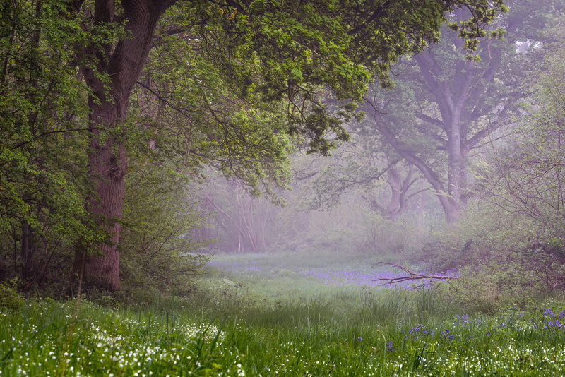 spring, Prada, 1080P, forest