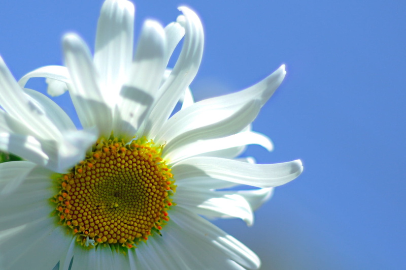 720P, summer  garden, rosana, petal, flower, close, white daisy, Elite, prada, Images, white, blue, summer, close-up, plant, nature, close-up photography
