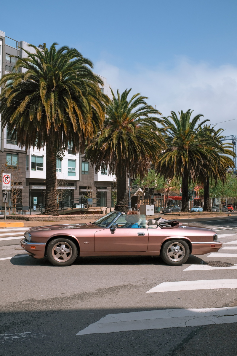 arecaceae, street, built structure, building exterior, architecture, summer, flora, car, day, mode of transportation, united states, near, land vehicle