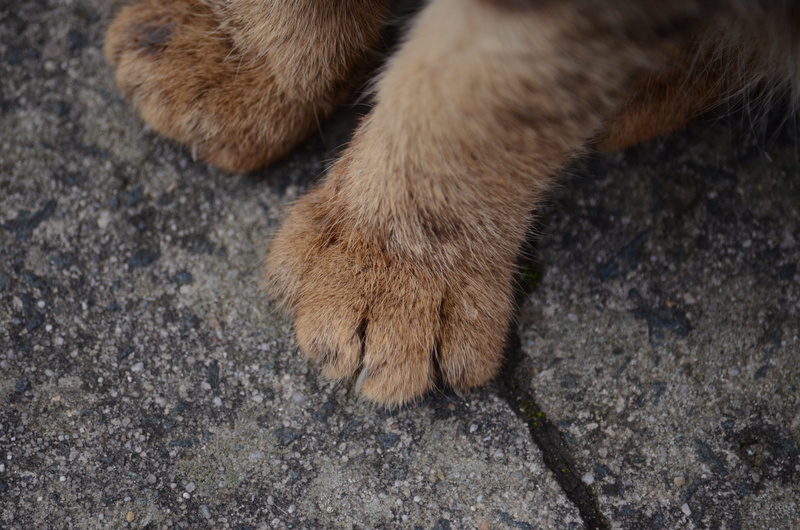 claw, high angle view, relaxation, animal, zipper, paw, hook, domestic, anchor, harness, low section, animal leg, animal themes, mammal, pets, wildlife