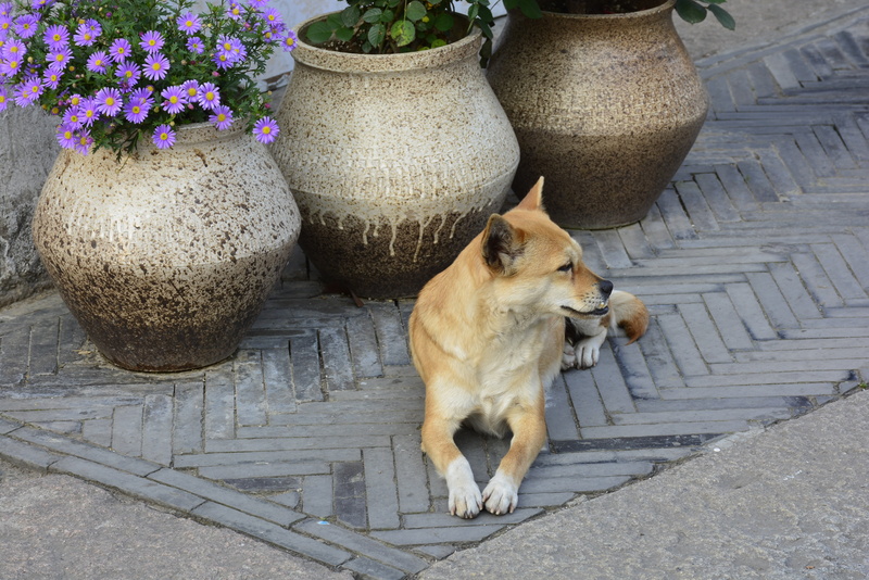4K, no people, domestic animals, pets, day, vertebrate, architecture, staircase, high angle view, plant, mammal, animal themes, potted plant, one animal