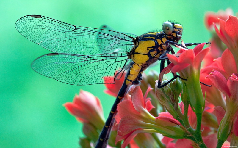 animal wildlife, dragonfly, flower, beauty in nature, no people, animals in the wild, black, animal themes, vulnerability, pink, insect, pollination, plant