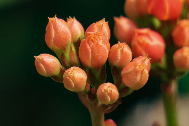 fruit, fresh, petal, close-up, bloom, healthy eating, red, selective focus, beauty in nature, beautiful, plant, flowering plant, light, spend long jeon