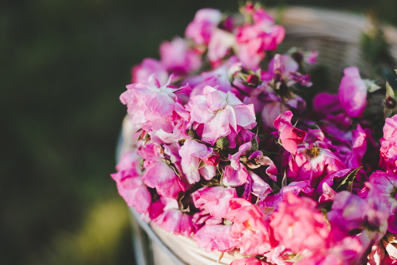 nature, pink, vulnerability, outdoors, flowers in basket, carnation, pink color, pink flowers, focus on foreground, growth, freshness, 5K, rose, day, dahlia