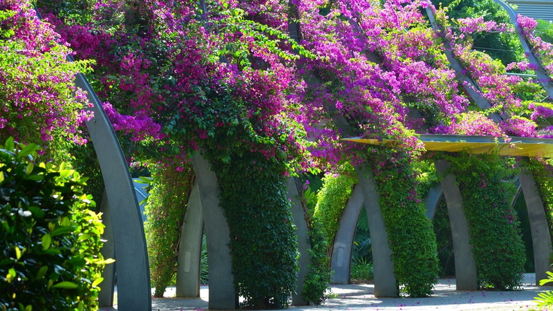 Flower, Awning, Grand Arbour, Purple Flower, Flowers, Walkway, Brisbane, Leaf, 1080P, Vine, Photography, Architecture, Bougainvillea