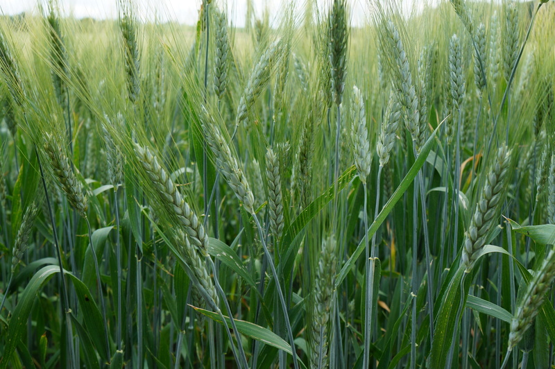 outdoors, food, nature, 4K, farm, plant, cereal plant, rural scene, no people, plantation, awns, close-up, beauty in nature, growth, crop, barley field