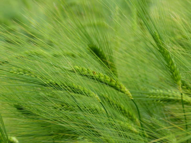 no people, growth, leaf, wheat, barley field, hordeum vulgare, awns, ear, day, nature, arable, cereal, field, green color, summer, outdoors, cereals, cornfield