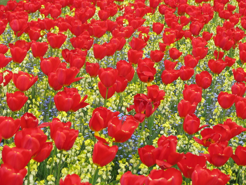 nature, no people, freshness, art and craft, victoria memorial, buckingham palace, large group of objects, day, full frame, vulnerability, high angle view